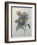 Chinese Aster-Pierre-Joseph Redoute-Framed Art Print