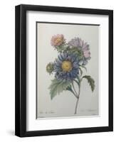 Chinese Aster-Pierre-Joseph Redoute-Framed Art Print