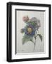 Chinese Aster-Pierre-Joseph Redoute-Framed Art Print