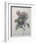 Chinese Aster-Pierre-Joseph Redoute-Framed Art Print