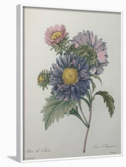 Chinese Aster-Pierre-Joseph Redoute-Framed Art Print