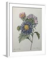 Chinese Aster-Pierre-Joseph Redoute-Framed Art Print