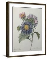 Chinese Aster-Pierre-Joseph Redoute-Framed Art Print