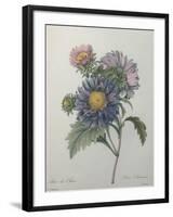 Chinese Aster-Pierre-Joseph Redoute-Framed Art Print