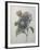 Chinese Aster-Pierre-Joseph Redoute-Framed Art Print