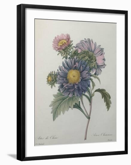 Chinese Aster-Pierre-Joseph Redoute-Framed Art Print