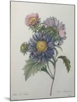 Chinese Aster-Pierre-Joseph Redoute-Mounted Art Print