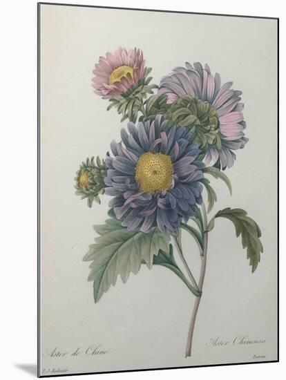 Chinese Aster-Pierre-Joseph Redoute-Mounted Art Print