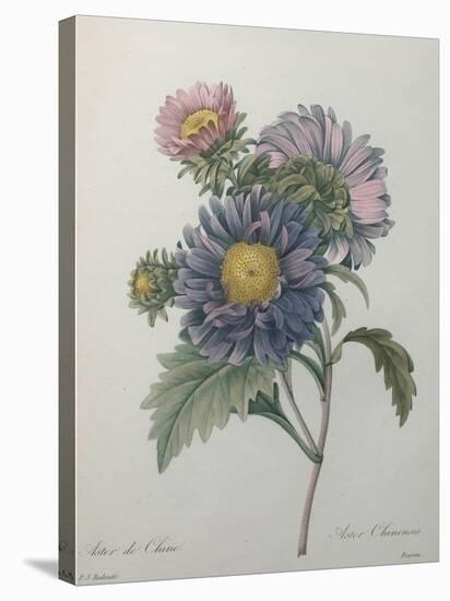 Chinese Aster-Pierre-Joseph Redoute-Stretched Canvas