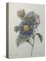 Chinese Aster-Pierre-Joseph Redoute-Stretched Canvas