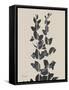 Chinese Bird Plum-Albert Koetsier-Framed Stretched Canvas