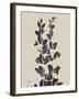 Chinese Bird Plum-Albert Koetsier-Framed Art Print