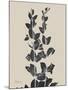 Chinese Bird Plum-Albert Koetsier-Mounted Art Print
