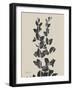 Chinese Bird Plum-Albert Koetsier-Framed Art Print