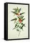 Chinese Botanical Illustration of a Flower, Purplered Pentapetes-null-Framed Stretched Canvas