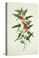 Chinese Botanical Illustration of a Flower, Purplered Pentapetes-null-Stretched Canvas