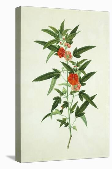 Chinese Botanical Illustration of a Flower, Purplered Pentapetes-null-Stretched Canvas