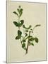 Chinese Botanical Illustration of an Arabian Jasmine-null-Mounted Giclee Print