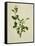 Chinese Botanical Illustration of an Arabian Jasmine-null-Framed Stretched Canvas