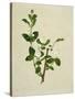 Chinese Botanical Illustration of an Arabian Jasmine-null-Stretched Canvas