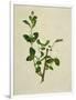 Chinese Botanical Illustration of an Arabian Jasmine-null-Framed Giclee Print