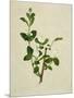 Chinese Botanical Illustration of an Arabian Jasmine-null-Mounted Giclee Print