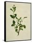 Chinese Botanical Illustration of an Arabian Jasmine-null-Framed Stretched Canvas