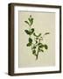 Chinese Botanical Illustration of an Arabian Jasmine-null-Framed Giclee Print