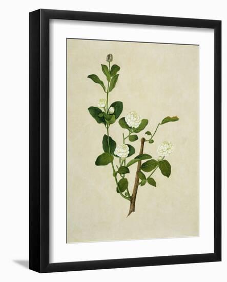 Chinese Botanical Illustration of an Arabian Jasmine-null-Framed Giclee Print