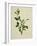 Chinese Botanical Illustration of an Arabian Jasmine-null-Framed Giclee Print