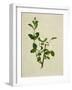 Chinese Botanical Illustration of an Arabian Jasmine-null-Framed Giclee Print