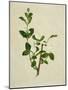 Chinese Botanical Illustration of an Arabian Jasmine-null-Mounted Giclee Print