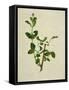 Chinese Botanical Illustration of an Arabian Jasmine-null-Framed Stretched Canvas