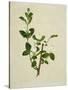 Chinese Botanical Illustration of an Arabian Jasmine-null-Stretched Canvas