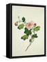 Chinese Botanical Illustration of Chinese Mallow-null-Framed Stretched Canvas