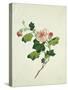 Chinese Botanical Illustration of Chinese Mallow-null-Stretched Canvas