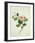 Chinese Botanical Illustration of Chinese Mallow-null-Framed Giclee Print