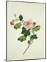 Chinese Botanical Illustration of Chinese Mallow-null-Mounted Giclee Print