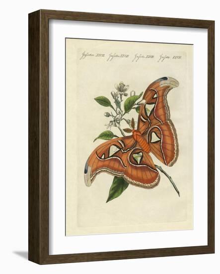 Chinese Butterflies-null-Framed Giclee Print