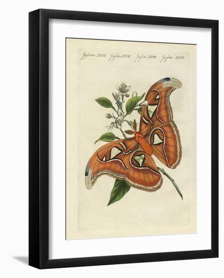 Chinese Butterflies-null-Framed Giclee Print