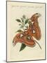 Chinese Butterflies-null-Mounted Giclee Print