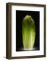 Chinese cabbage-Wieteke de Kogel-Framed Photographic Print