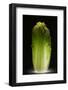 Chinese cabbage-Wieteke de Kogel-Framed Photographic Print