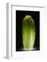 Chinese cabbage-Wieteke de Kogel-Framed Photographic Print