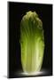 Chinese cabbage-Wieteke de Kogel-Mounted Photographic Print