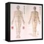 Chinese Chart of Acupuncture Points on a Male Body, 1956-null-Framed Stretched Canvas