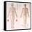 Chinese Chart of Acupuncture Points on a Male Body, 1956-null-Framed Stretched Canvas