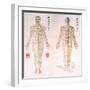 Chinese Chart of Acupuncture Points on a Male Body, 1956-null-Framed Art Print