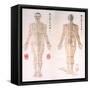 Chinese Chart of Acupuncture Points on a Male Body, 1956-null-Framed Stretched Canvas