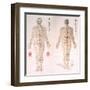 Chinese Chart of Acupuncture Points on a Male Body, 1956-null-Framed Art Print